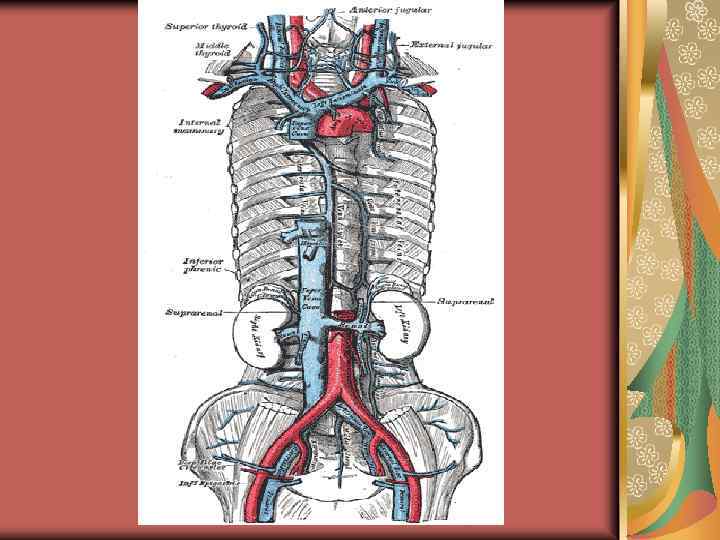 Нижняя полая вена образуется. Бифуркация нижней полой вены. Вагус и нижняя полая Вена. Анатомия нижней полой вены и ее ветвей.