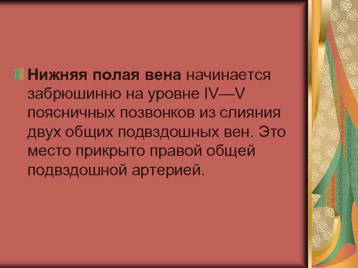 Нижняя полая вена начинается забрюшинно на уровне IV—V поясничных позвонков из слияния двух общих