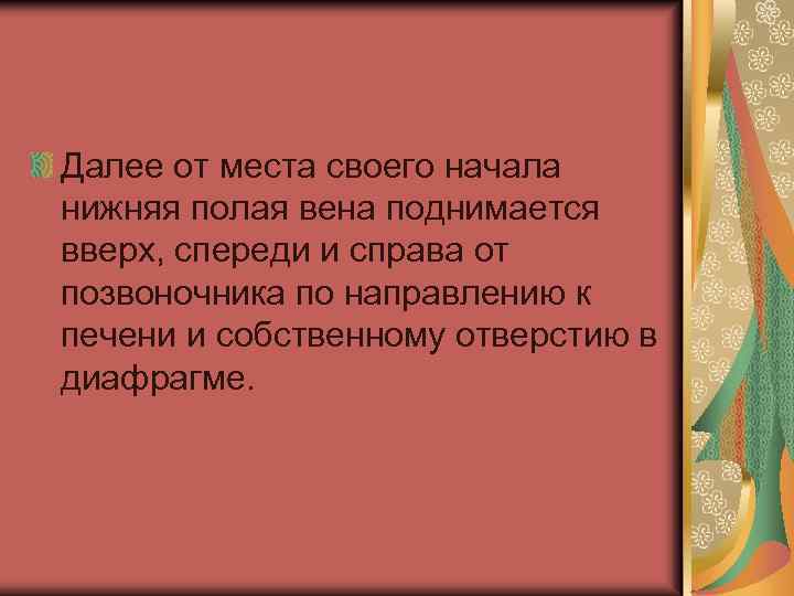 Далее от места своего начала нижняя полая вена поднимается вверх, спереди и справа от