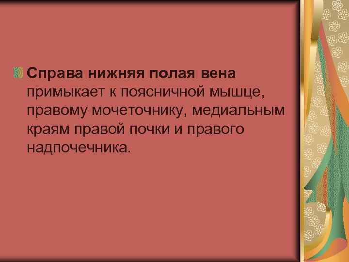 Справа нижняя полая вена примыкает к поясничной мышце, правому мочеточнику, медиальным краям правой почки