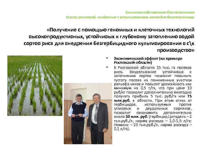 Сельскохозяйственная биотехнология Сорта растений, созданные с использованием методов биотехнологии «Получение с помощью геномных и