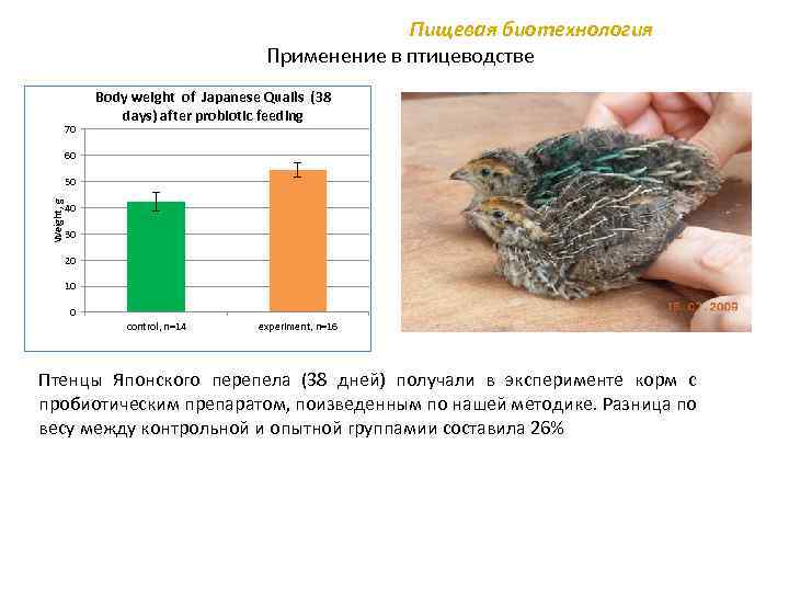 Пищевая биотехнология Применение в птицеводстве 70 Body weight of Japanese Quails (38 days) after