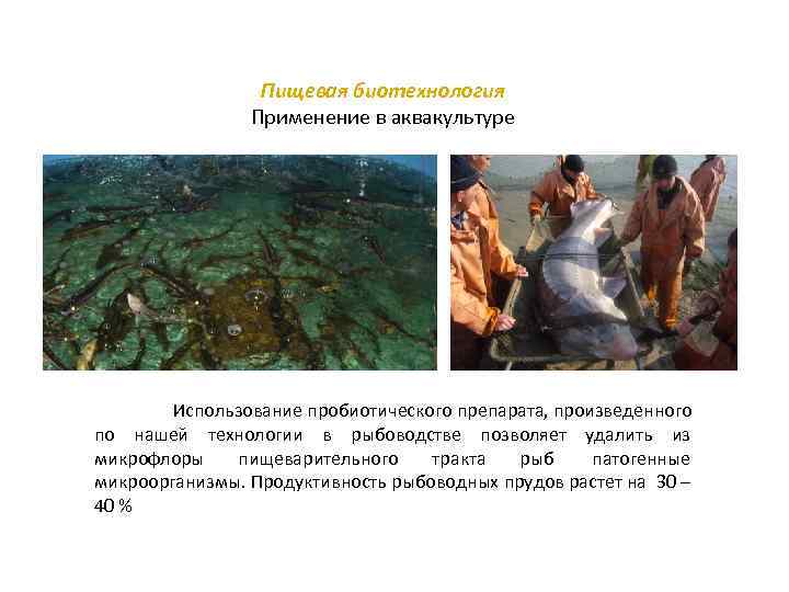 Пищевая биотехнология Применение в аквакультуре Использование пробиотического препарата, произведенного по нашей технологии в рыбоводстве