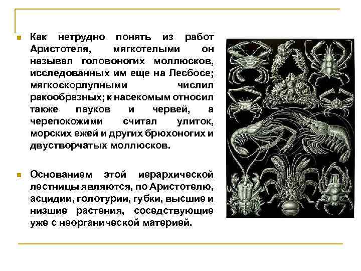 n Как нетрудно понять из работ Аристотеля, мягкотелыми он называл головоногих моллюсков, исследованных им