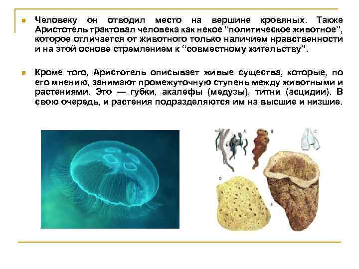 n Человеку он отводил место на вершине кровяных. Также Аристотель трактовал человека как некое