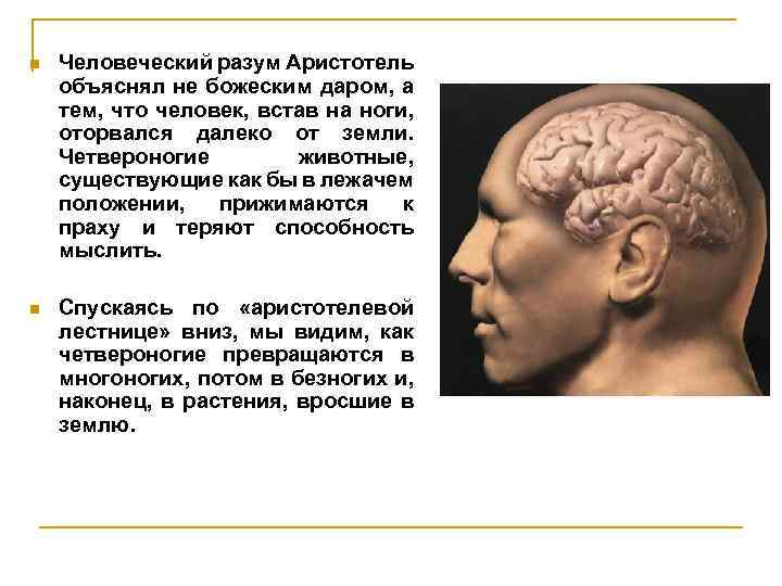 n Человеческий разум Аристотель объяснял не божеским даром, а тем, что человек, встав на