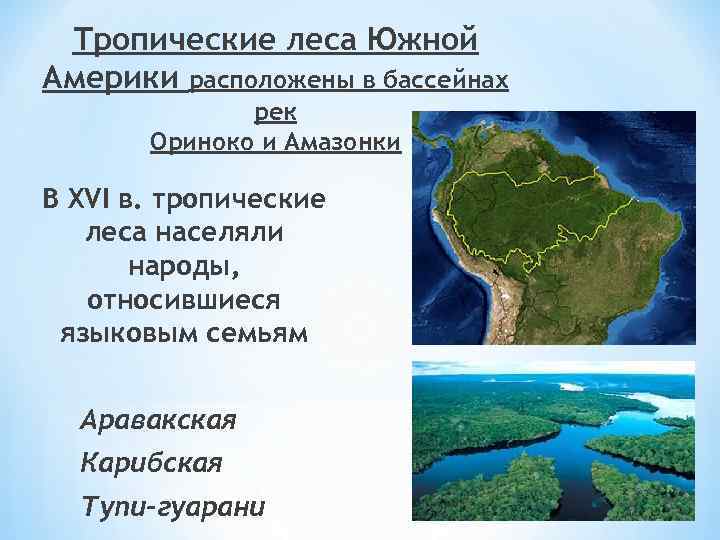 Тропические леса Южной Америки расположены в бассейнах рек Ориноко и Амазонки В XVI в.