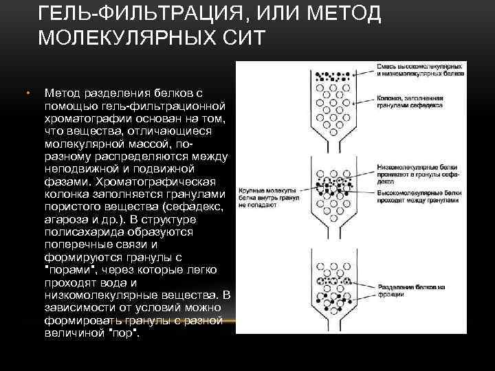 ГЕЛЬ-ФИЛЬТРАЦИЯ, ИЛИ МЕТОД МОЛЕКУЛЯРНЫХ СИТ • Метод разделения белков с помощью гель-фильтрационной хроматографии основан