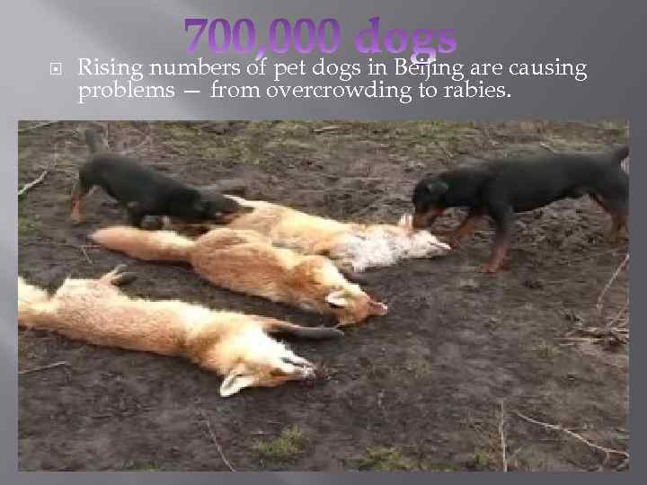  Rising numbers of pet dogs in Beijing are causing problems — from overcrowding