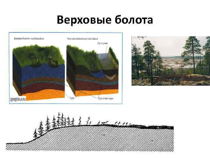 Питание верховых болот. Верховые болота (олиготрофные). Строение верховых и низинных болот. Болота верховые и низинные схема. Разрез болота.