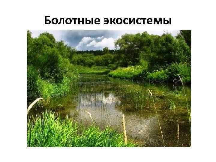 Болотные экосистемы 