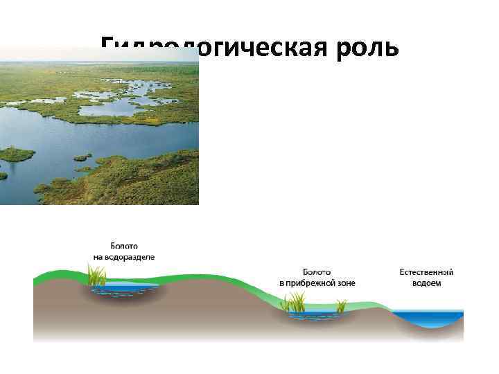 Функции болот. Гидрологическая функция леса. Болото схема. Низинное болото схема. Гидрологический режим болот.