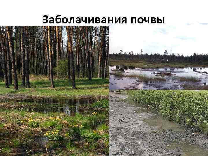 Осадки болот. Заболачивание, засоление. Засоление и заболачивание почв. Вторичное засоление и заболачивание почв. Эрозия засоление и заболачивание почв.