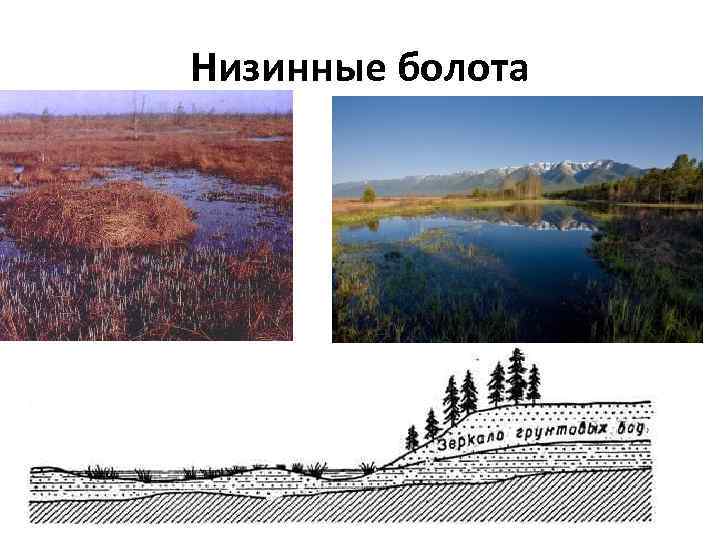 Низинные болота 