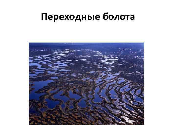 Переходные болота 