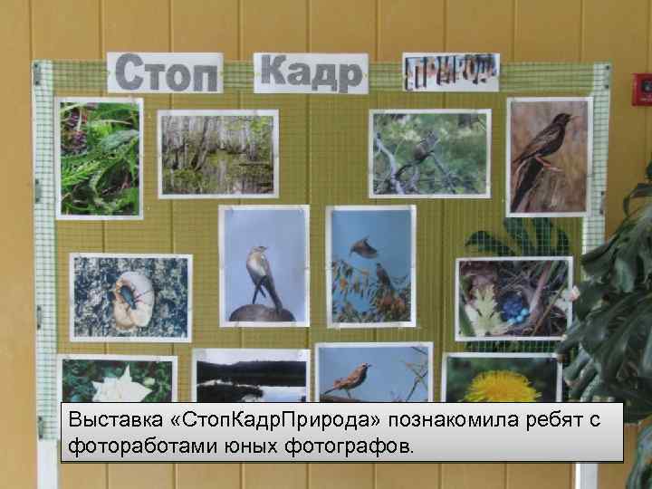 Выставка «Стоп. Кадр. Природа» познакомила ребят с фотоработами юных фотографов. 