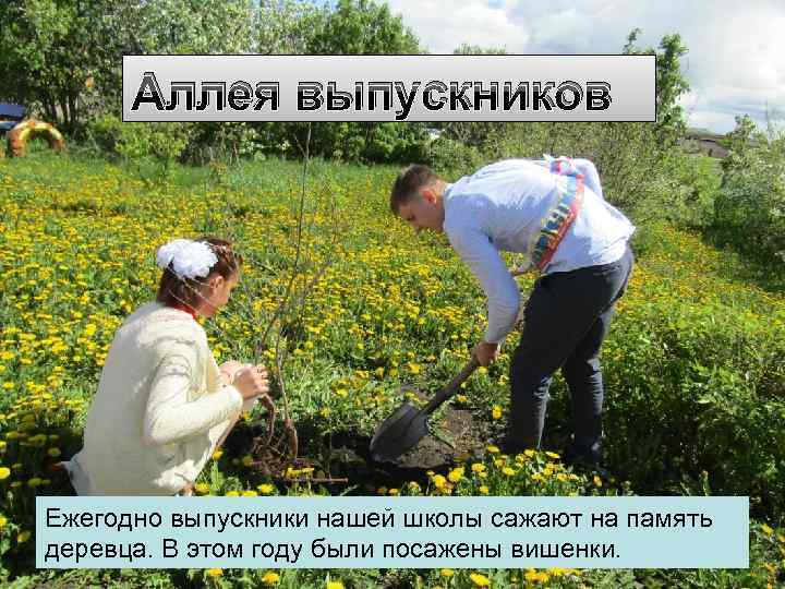 Аллея выпускников Ежегодно выпускники нашей школы сажают на память деревца. В этом году были