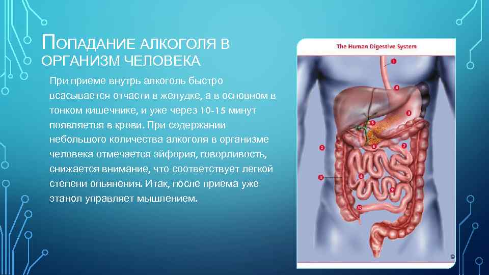 ПОПАДАНИЕ АЛКОГОЛЯ В ОРГАНИЗМ ЧЕЛОВЕКА При приеме внутрь алкоголь быстро всасывается отчасти в желудке,