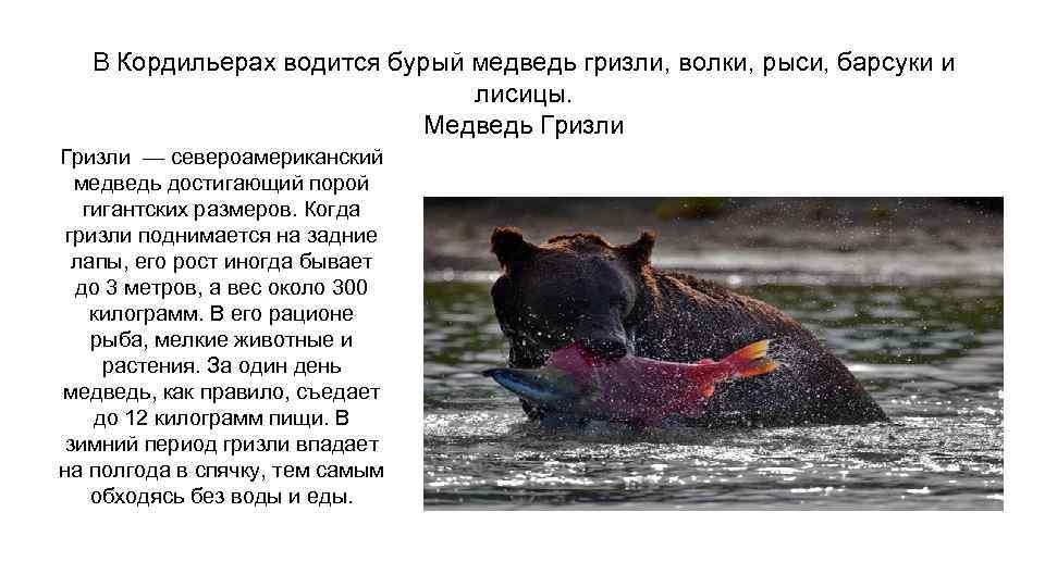 В Кордильерах водится бурый медведь гризли, волки, рыси, барсуки и лисицы. Медведь Гризли —