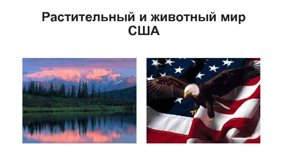 Растительный и животный мир США 