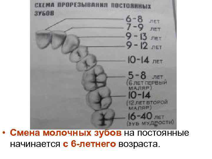  • Смена молочных зубов на постоянные начинается с 6 -летнего возраста. 