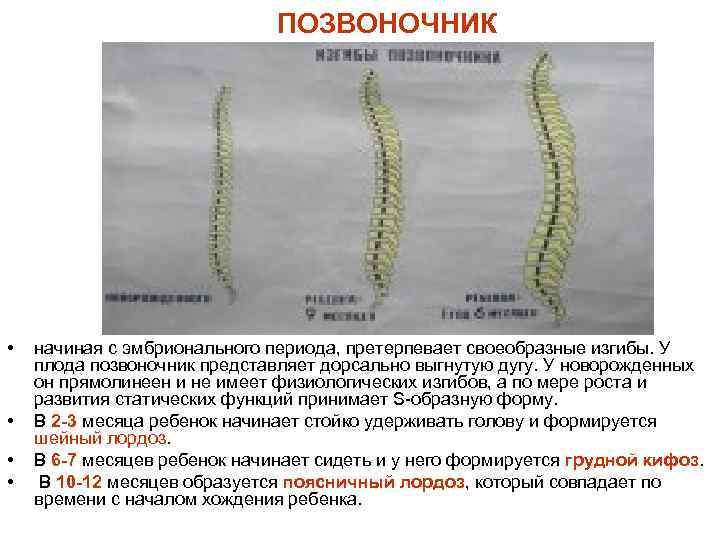 ПОЗВОНОЧНИК • • начиная с эмбрионального периода, претерпевает своеобразные изгибы. У плода позвоночник представляет