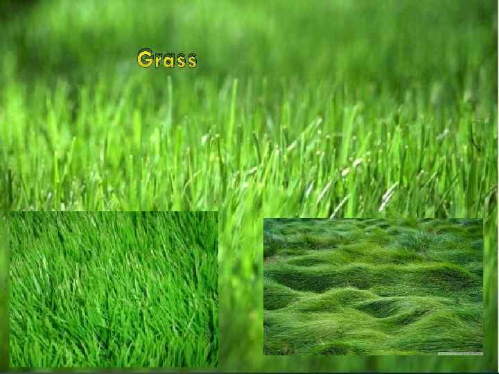 Grass 