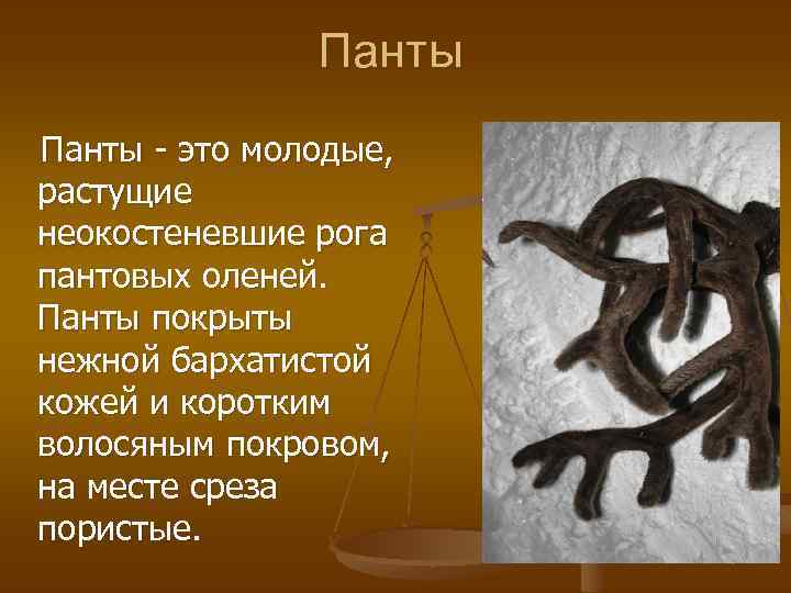 Панты - это молодые, растущие неокостеневшие рога пантовых оленей. Панты покрыты нежной бархатистой кожей