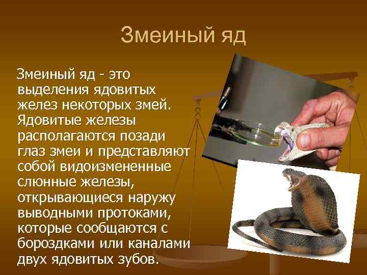 Змеиный яд - это выделения ядовитых желез некоторых змей. Ядовитые железы располагаются позади глаз