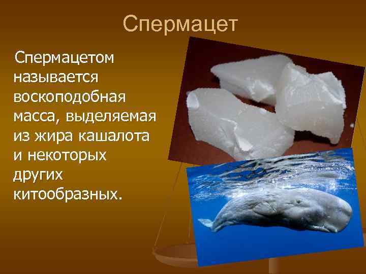 Спермацетом называется воскоподобная масса, выделяемая из жира кашалота и некоторых других китообразных. 