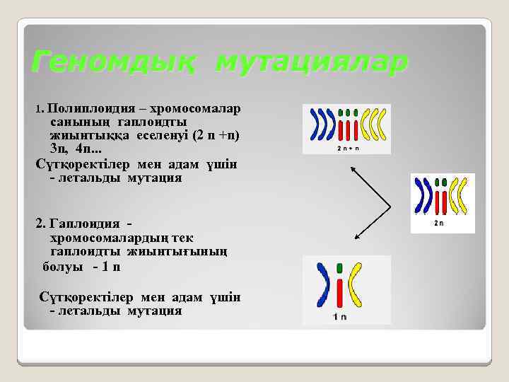 Геномдық мутациялар 1. Полиплоидия – хромосомалар санының гаплоидты жиынтыққа еселенуі (2 n +n) 3