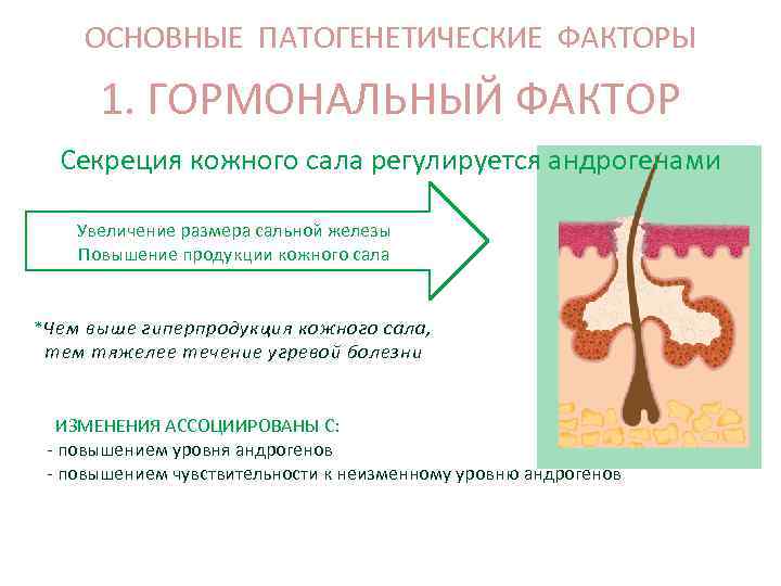 ОСНОВНЫЕ ПАТОГЕНЕТИЧЕСКИЕ ФАКТОРЫ 1. ГОРМОНАЛЬНЫЙ ФАКТОР Секреция кожного сала регулируется андрогенами Увеличение размера сальной