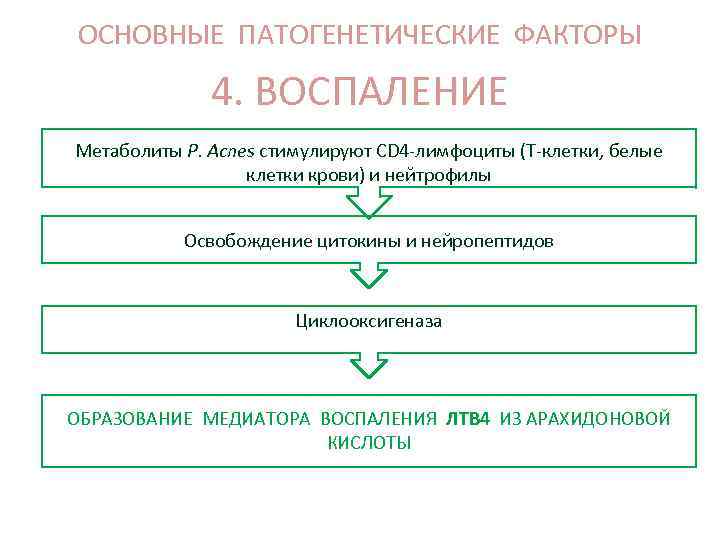 ОСНОВНЫЕ ПАТОГЕНЕТИЧЕСКИЕ ФАКТОРЫ 4. ВОСПАЛЕНИЕ Метаболиты Р. Аcnes стимулируют СD 4 -лимфоциты (Т-клетки, белые