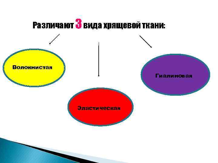 Различают 3 вида хрящевой ткани: Волокнистая Гиалиновая Эластическая 