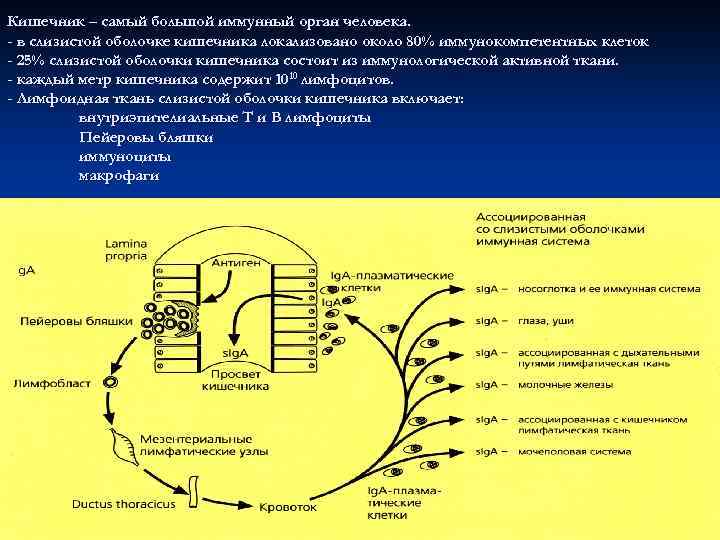 Кишечник – самый большой иммунный орган человека. - в слизистой оболочке кишечника локализовано около
