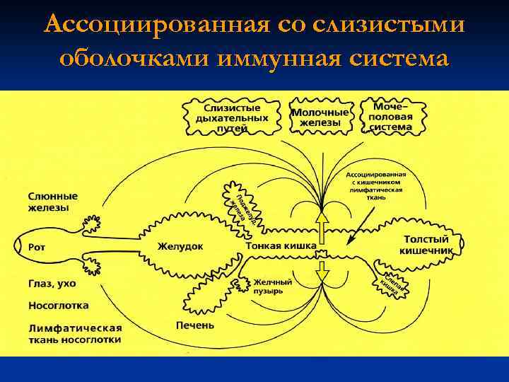 Ассоциированная со слизистыми оболочками иммунная система 