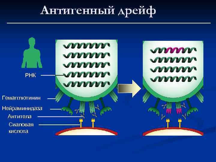 Антигенный дрейф РНК Гемагглютинин Нейраминидаза Антитела Сиаловая кислота 