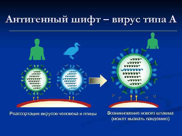 Антигенный шифт – вирус типа A Реассортация вирусов человека и птицы Возникновение нового штамма