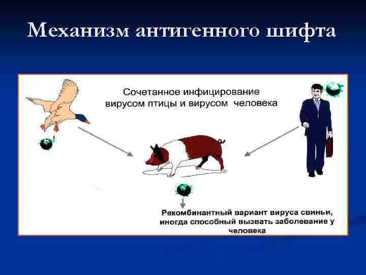 Механизм антигенного шифта 