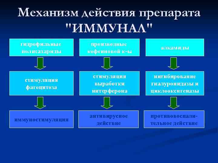 Механизм действия препарата "ИММУНАЛ" гидрофильные полисахариды производные кофеиновой к-ы алкамиды стимуляция фагоцитоза стимуляция выработки