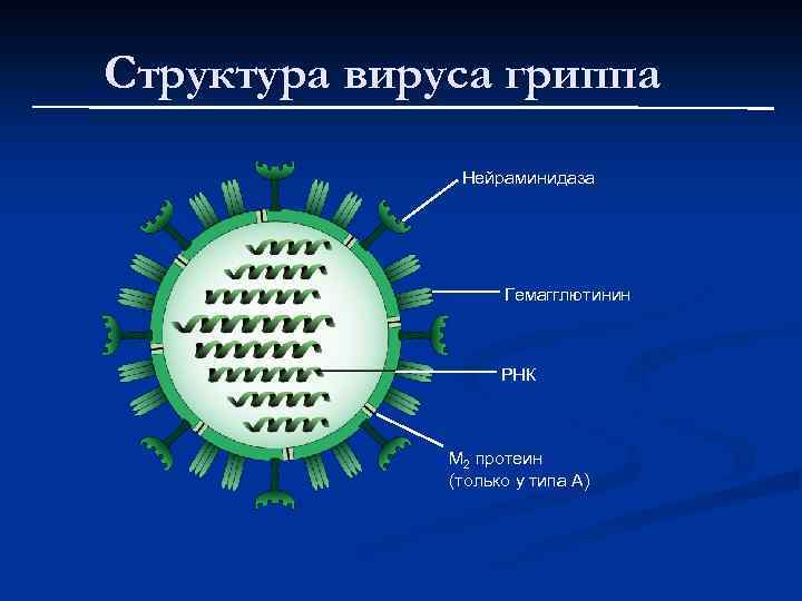 Структура вируса гриппа Нейраминидаза Гемагглютинин РНК M 2 протеин (только у типа A) 