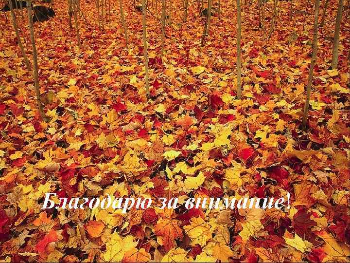 Благодарю за внимание! 