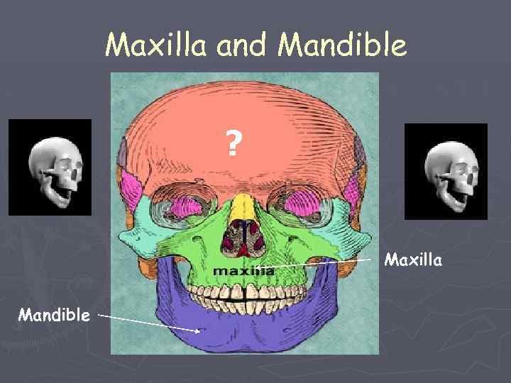 Maxilla and Mandible ? Maxilla Mandible 