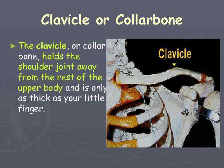 Clavicle or Collarbone ► The clavicle, or collar bone, holds the shoulder joint away