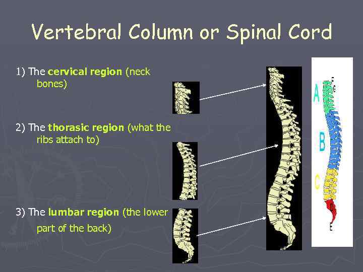 Vertebral Column or Spinal Cord 1) The cervical region (neck bones) 2) The thorasic