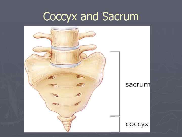 Coccyx and Sacrum 