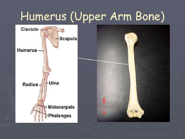 Humerus (Upper Arm Bone) 