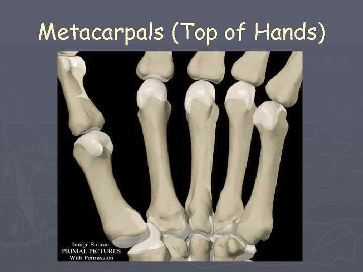 Metacarpals (Top of Hands) 