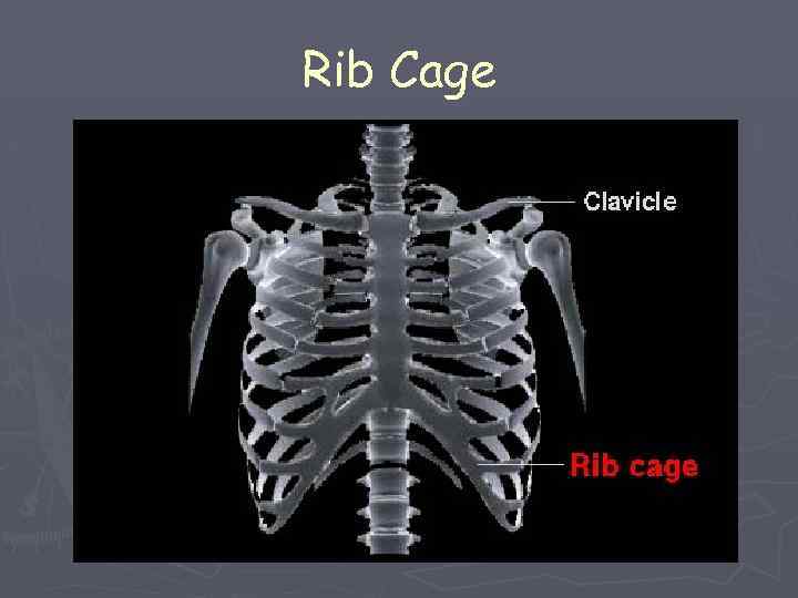 Rib Cage 