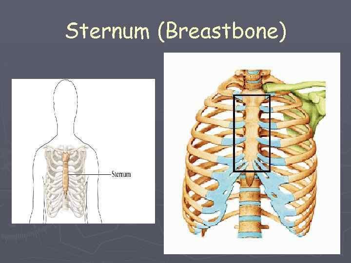 Sternum (Breastbone) 